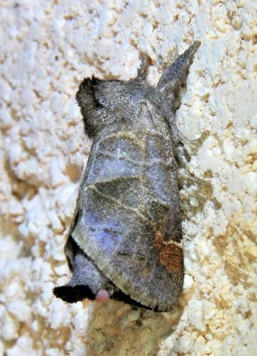 Réf. 333 963 : Clostera pigra